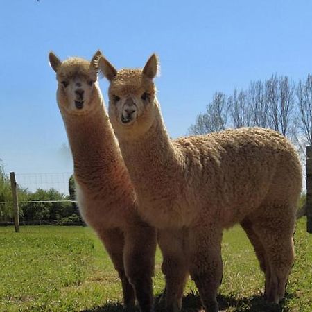 Domaine Ramonjavel, Glamping & Alpaca'S Bed & Breakfast Fongrave Dış mekan fotoğraf
