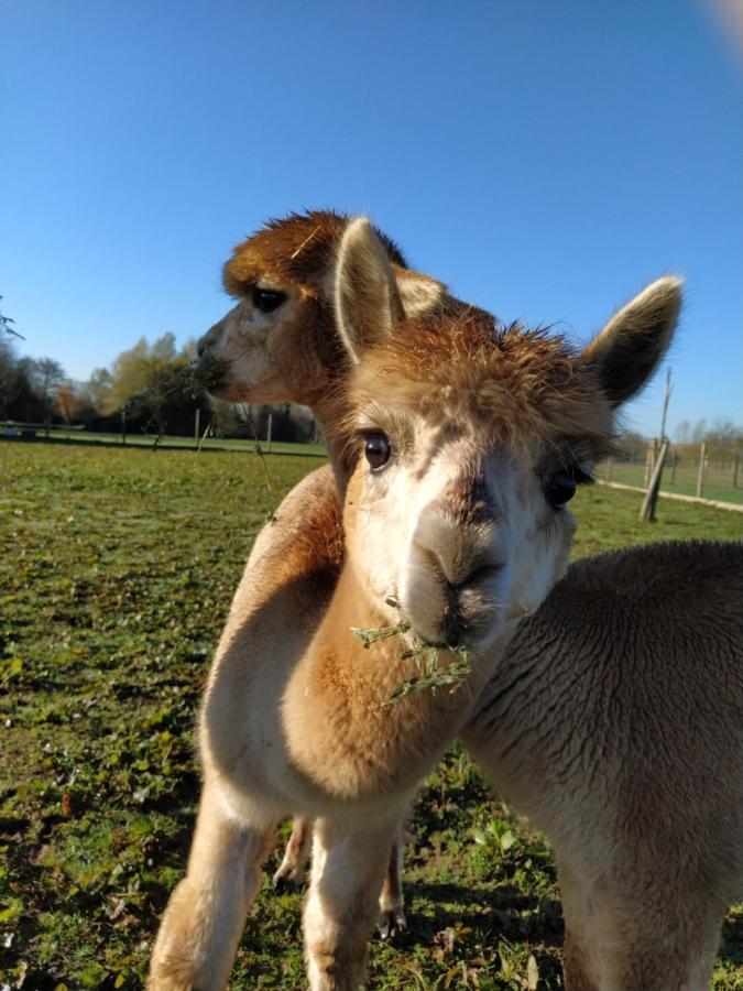 Domaine Ramonjavel, Glamping & Alpaca'S Bed & Breakfast Fongrave Dış mekan fotoğraf